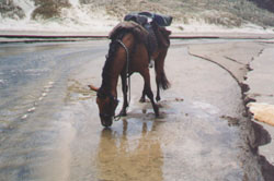 Cass in the quicksand