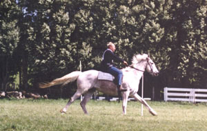 D'Artagnan competing at the Halcombe Horse Sports