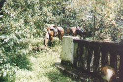 Dead Horse Bridge