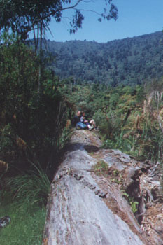 Lovers on the fallen tree