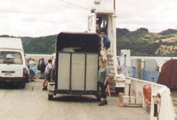 The horse float at Kohukohu