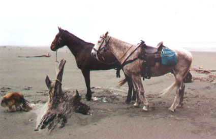 Resting in the rain and wind, near Ohau