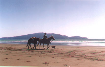 Stunning beach scene near Paraparaumu