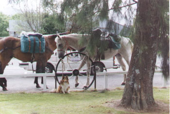 My friends outside the Pirongia Pub