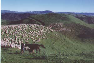 Sheep herding (1)