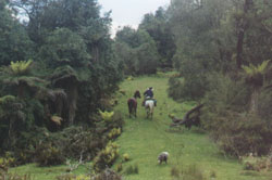 The old logging road